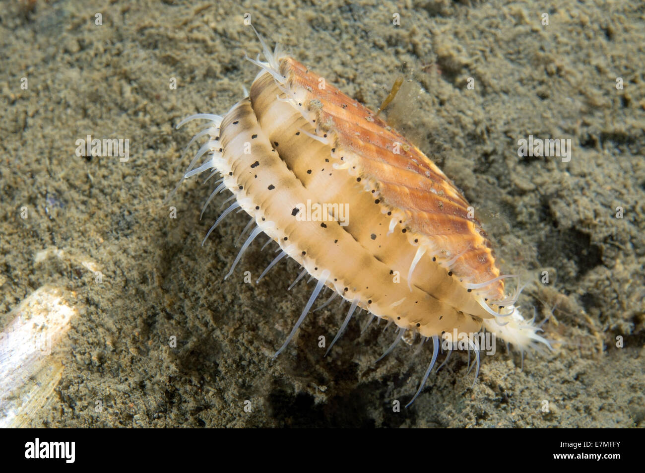 Yesso scallop, Giant Ezo scallop, or Ezo giant scallop (Mizuhopecten yessoensis) Sea of Japan (East sea) Stock Photo