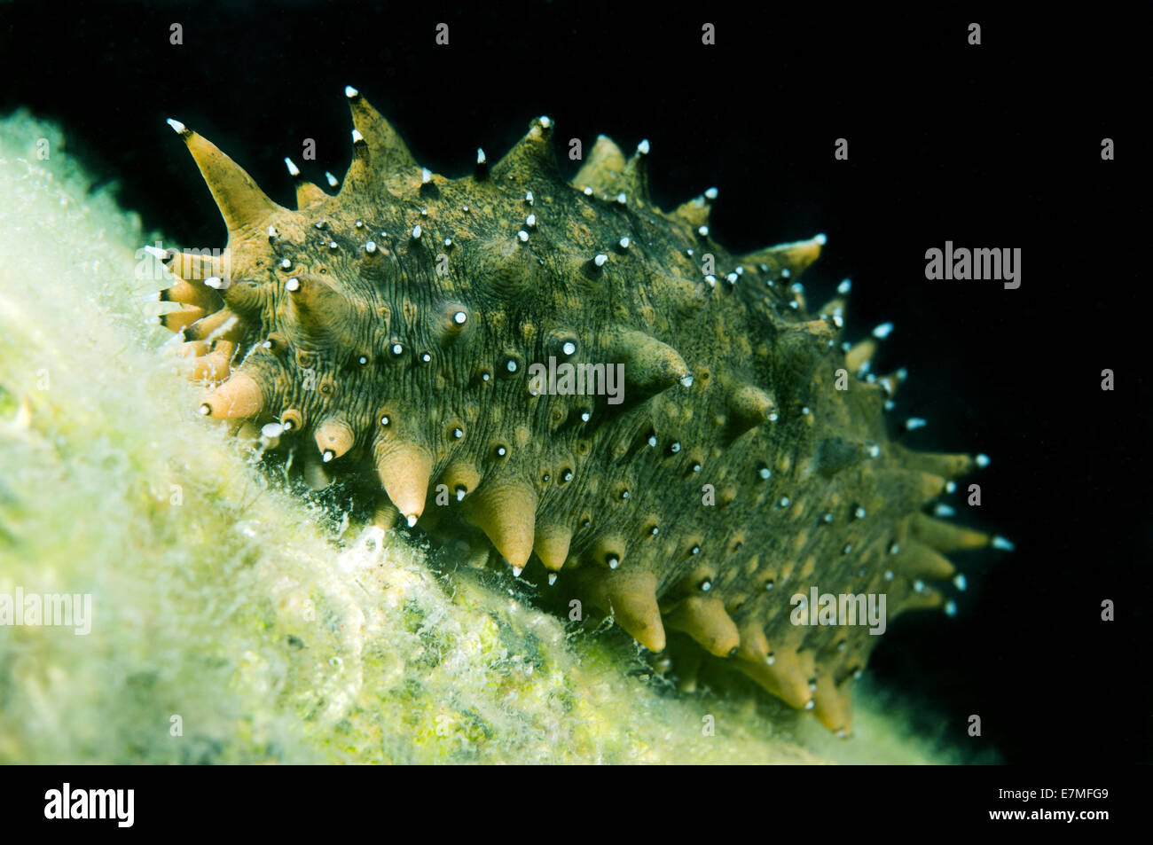 Japanese spiky sea cucumber or Japanese sea cucumber (Apostichopus