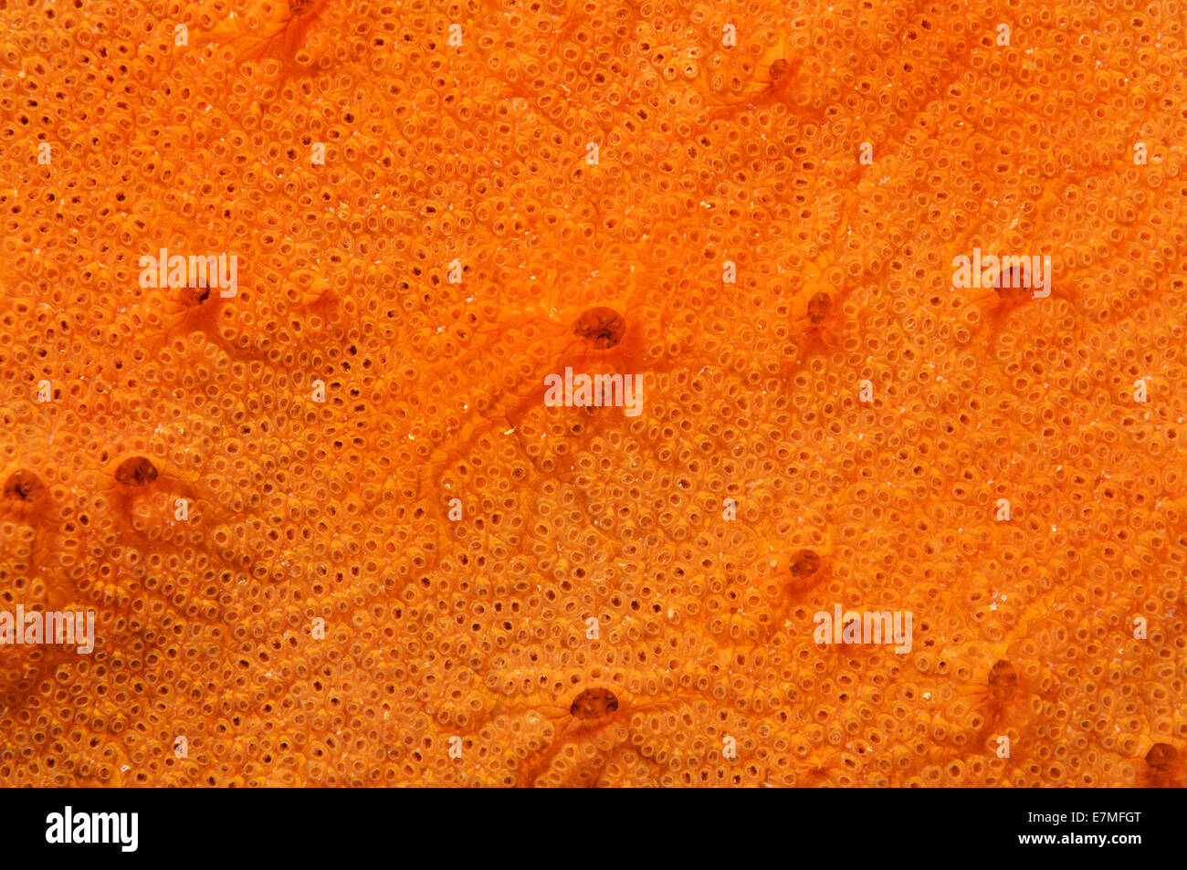 Colonies of Ascidian (Bortulloides violaceus) Sea of Japan, Rudnaya Pristan, Far East, Primorsky Krai, Russia Stock Photo