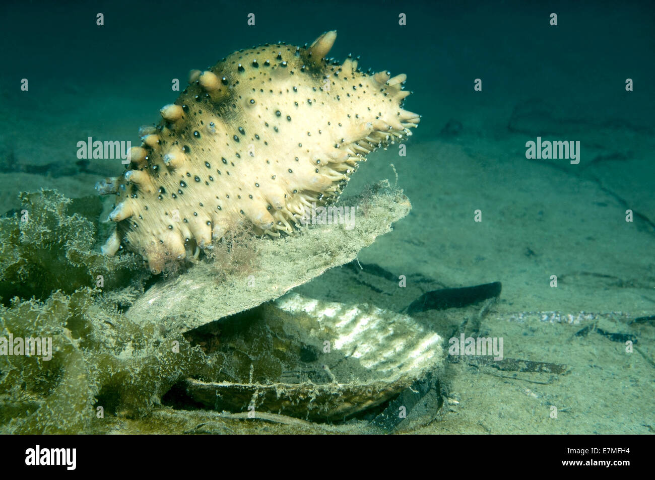 Japanese spiky sea cucumber or Japanese sea cucumber (Apostichopus japonicus) Sea of Japan (East sea) Stock Photo
