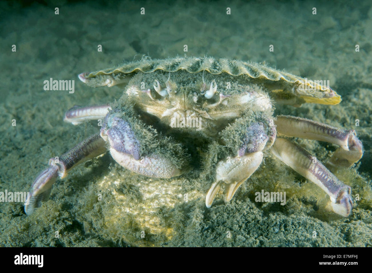 Crabs with a samurai face Crabs with a samurai face