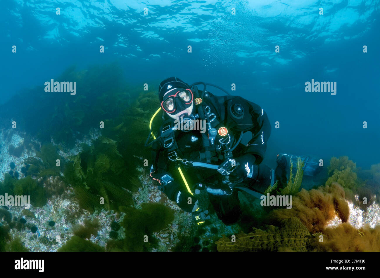 Diving in the north of Primorye. Rudnaya Bay Entry to the bucket. Continuing testing. Fishes Diving in the north of Primorye. Rudnaya Bay Entry to the bucket. Continuing testing. Fishes