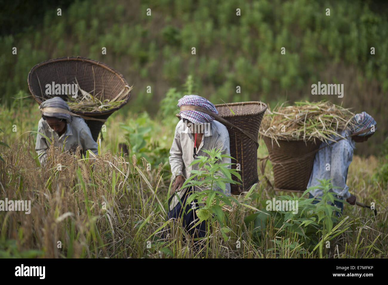 Bandorban, Bangladesh. 20th Sep, 2014. Indigenous farmers, with their family members, are now busy harvesting jhum rice from the hills amid festivity. Other crops, including bananas, maize, arum and marigold flowers will gradually be collected in the coming days. After collecting all the crops, they will celebrate the Nabannna Utsab -- a traditional festivity hailing new yields. © Zakir Hossain Chowdhury/ZUMA Wire/Alamy Live News Stock Photo