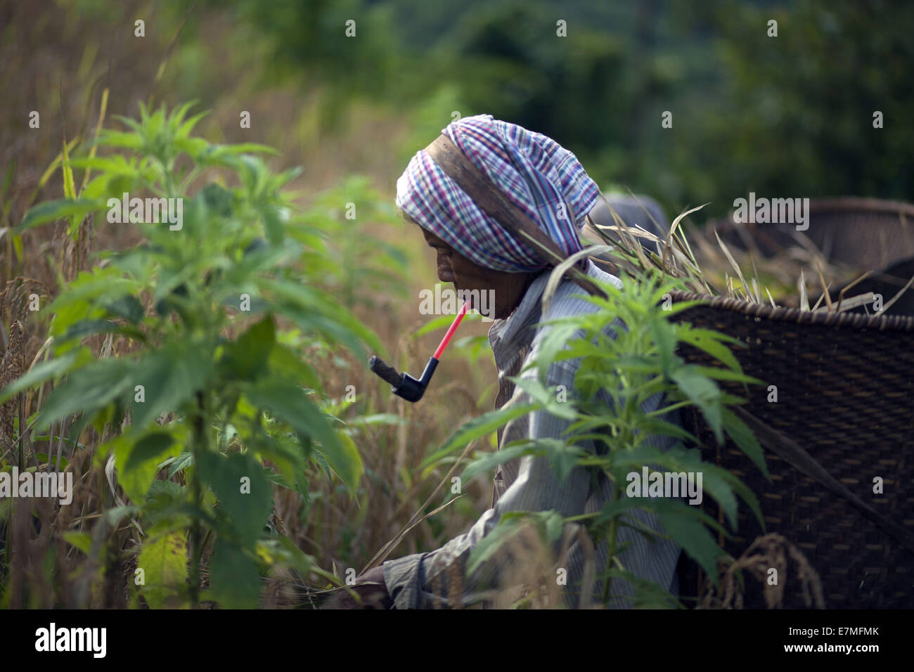 Bandorban, Bangladesh. 20th Sep, 2014. Indigenous farmers, with their family members, are now busy harvesting jhum rice from the hills amid festivity. Other crops, including bananas, maize, arum and marigold flowers will gradually be collected in the coming days. After collecting all the crops, they will celebrate the Nabannna Utsab -- a traditional festivity hailing new yields. © Zakir Hossain Chowdhury/ZUMA Wire/Alamy Live News Stock Photo