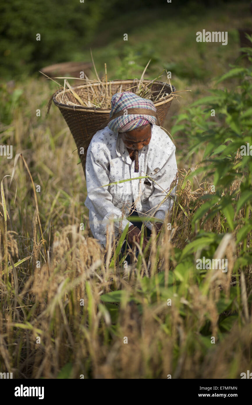 Bandorban, Bangladesh. 20th Sep, 2014. Indigenous farmers, with their family members, are now busy harvesting jhum rice from the hills amid festivity. Other crops, including bananas, maize, arum and marigold flowers will gradually be collected in the coming days. After collecting all the crops, they will celebrate the Nabannna Utsab -- a traditional festivity hailing new yields. © Zakir Hossain Chowdhury/ZUMA Wire/Alamy Live News Stock Photo