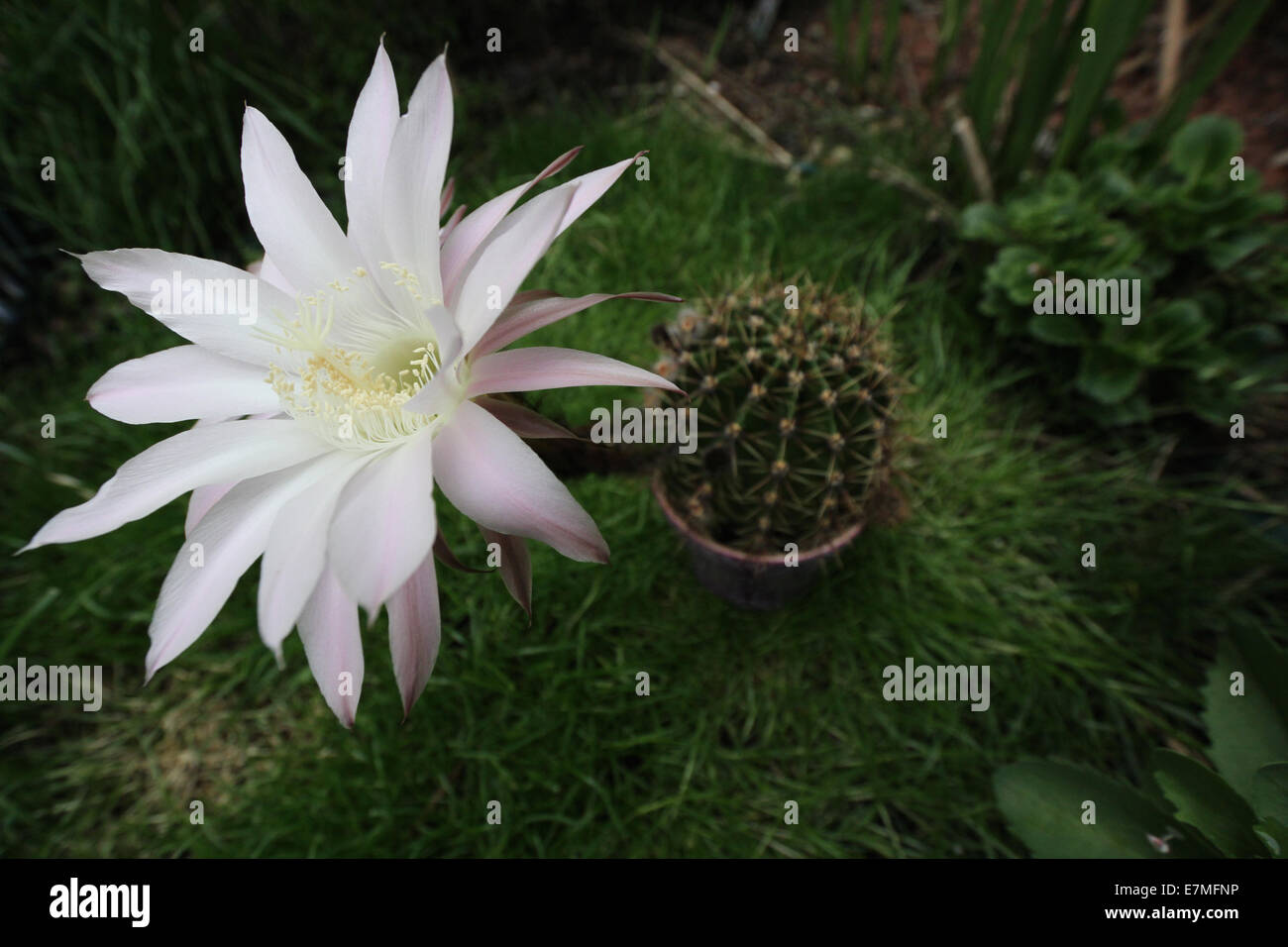 Echinopsis cactus displaying multiple blooms of pale pink hue