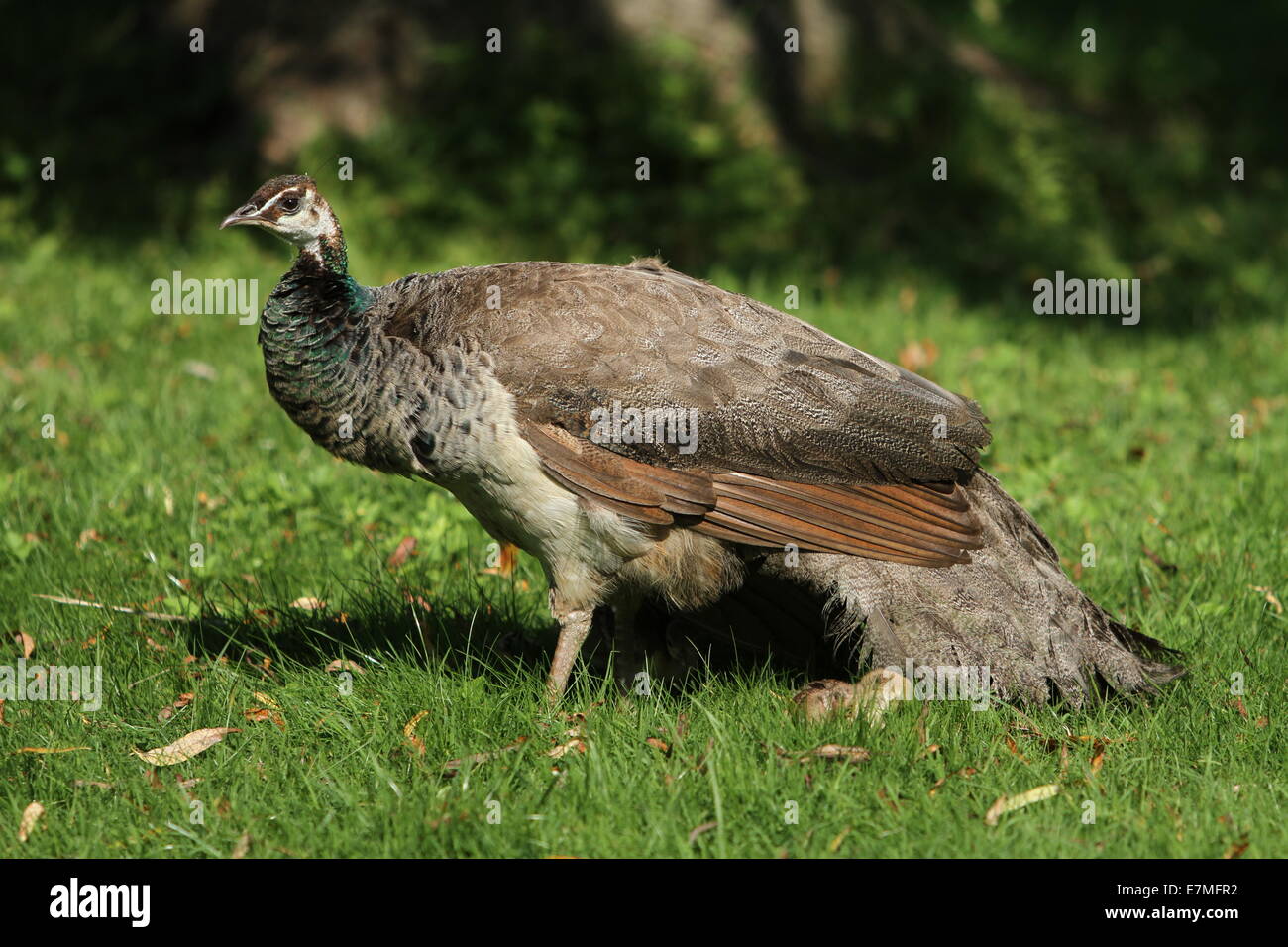 Peahen her and chicks Stock Photo