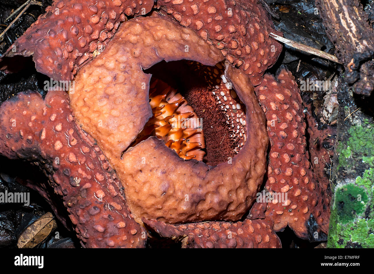 Rafflesia flower and sarawak hi-res stock photography and images - Alamy