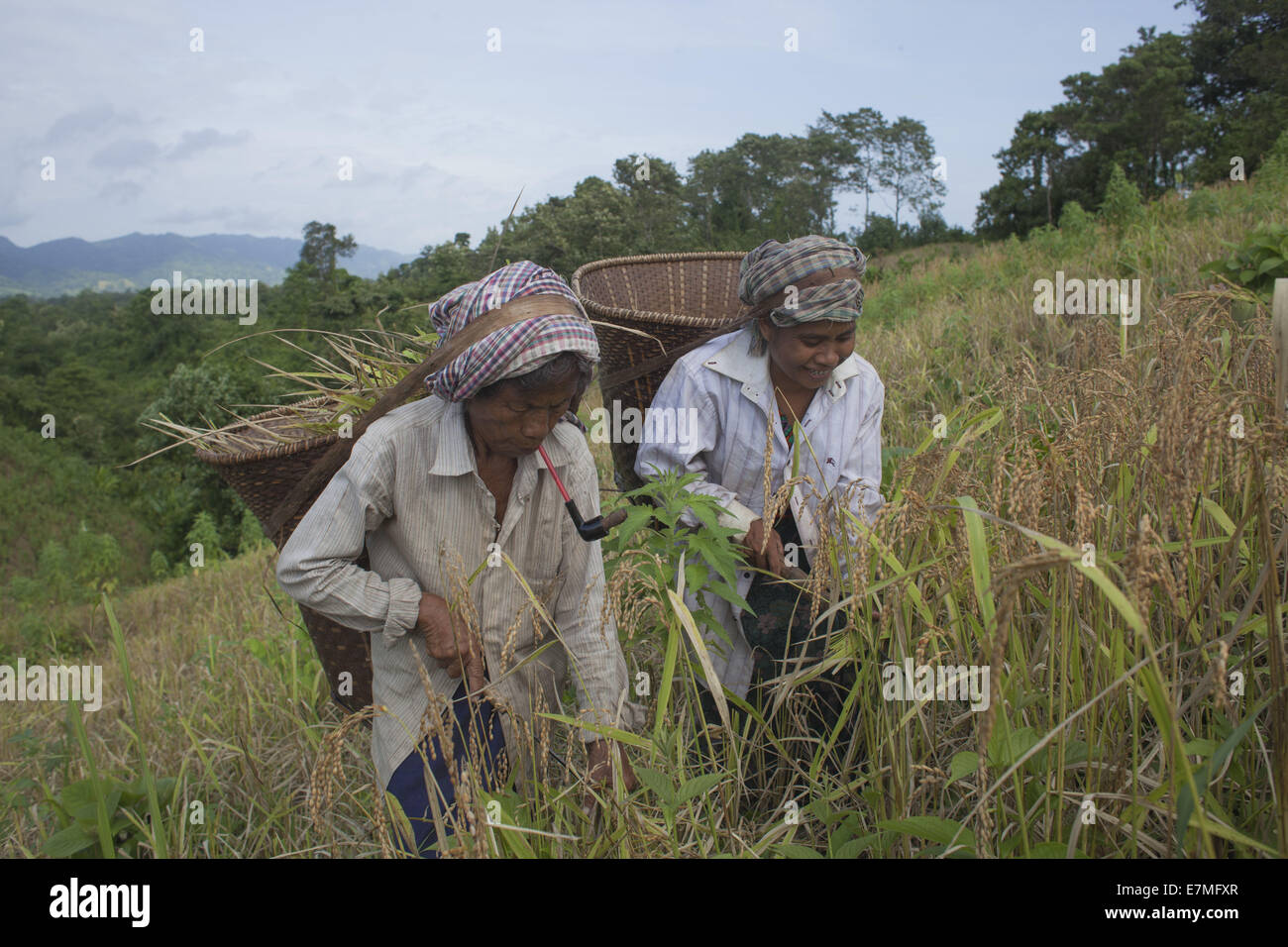 Bandorban, Bangladesh. 20th Sep, 2014. Indigenous farmers, with their family members, are now busy harvesting jhum rice from the hills amid festivity. Other crops, including bananas, maize, arum and marigold flowers will gradually be collected in the coming days. After collecting all the crops, they will celebrate the Nabannna Utsab -- a traditional festivity hailing new yields. © Zakir Hossain Chowdhury/ZUMA Wire/Alamy Live News Stock Photo