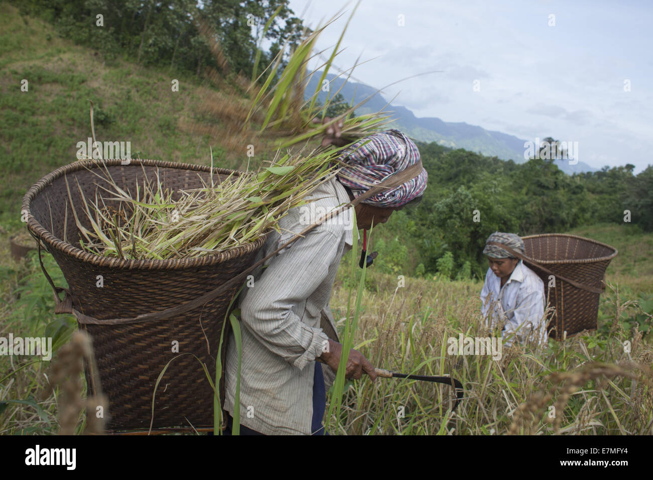 Bandorban, Bangladesh. 20th Sep, 2014. Indigenous farmers, with their family members, are now busy harvesting jhum rice from the hills amid festivity. Other crops, including bananas, maize, arum and marigold flowers will gradually be collected in the coming days. After collecting all the crops, they will celebrate the Nabannna Utsab -- a traditional festivity hailing new yields. © Zakir Hossain Chowdhury/ZUMA Wire/Alamy Live News Stock Photo