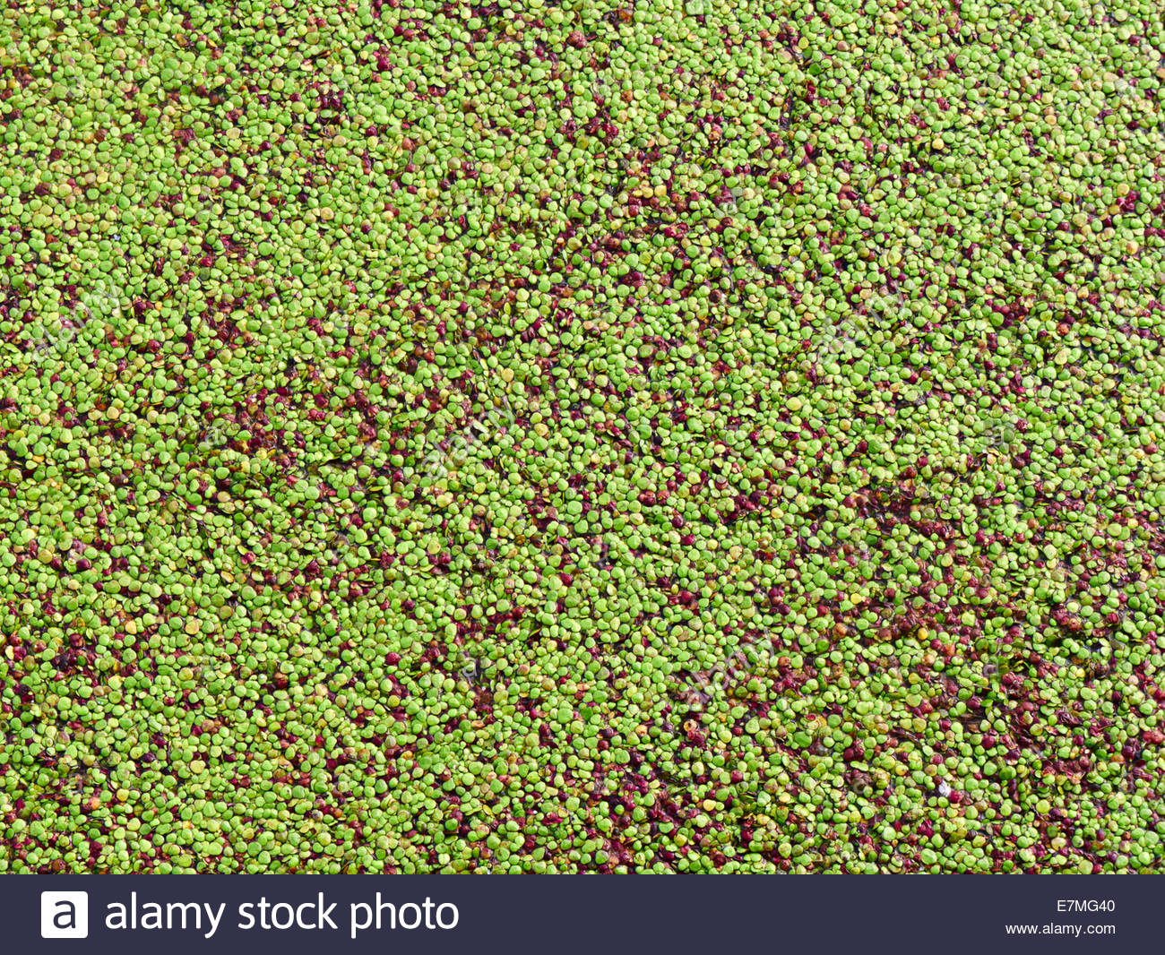 Blanket Weed Pond Stock Photos & Blanket Weed Pond Stock Images Alamy