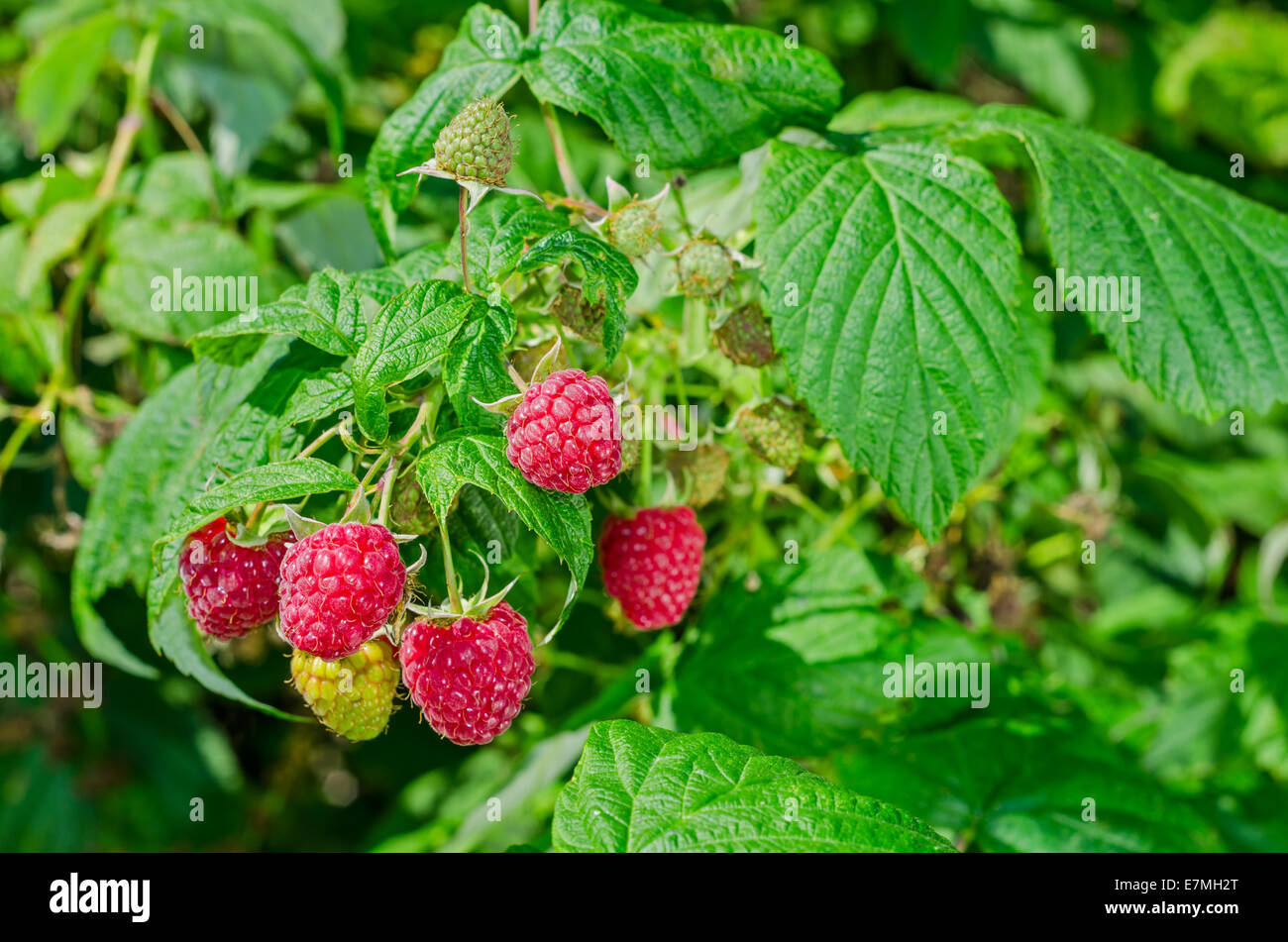 Natural ripe raspberries bush with leaf growing in the garden Stock