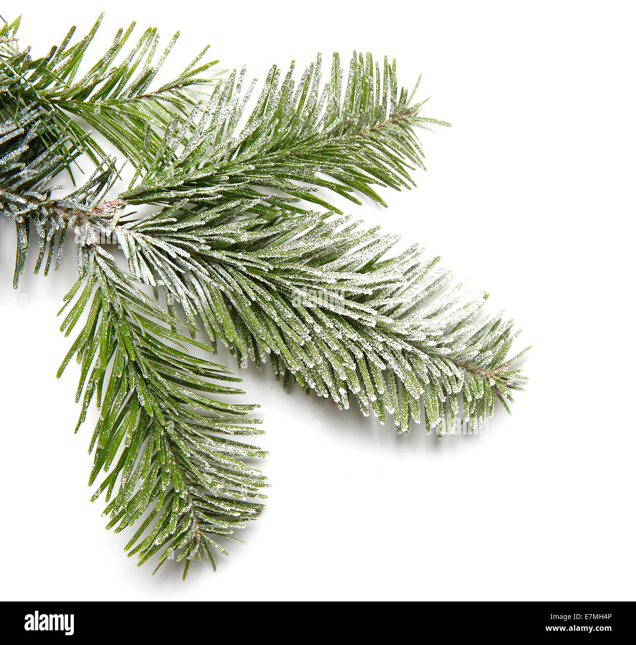 Snowy fir branch in front of a white background Stock Photo - Alamy