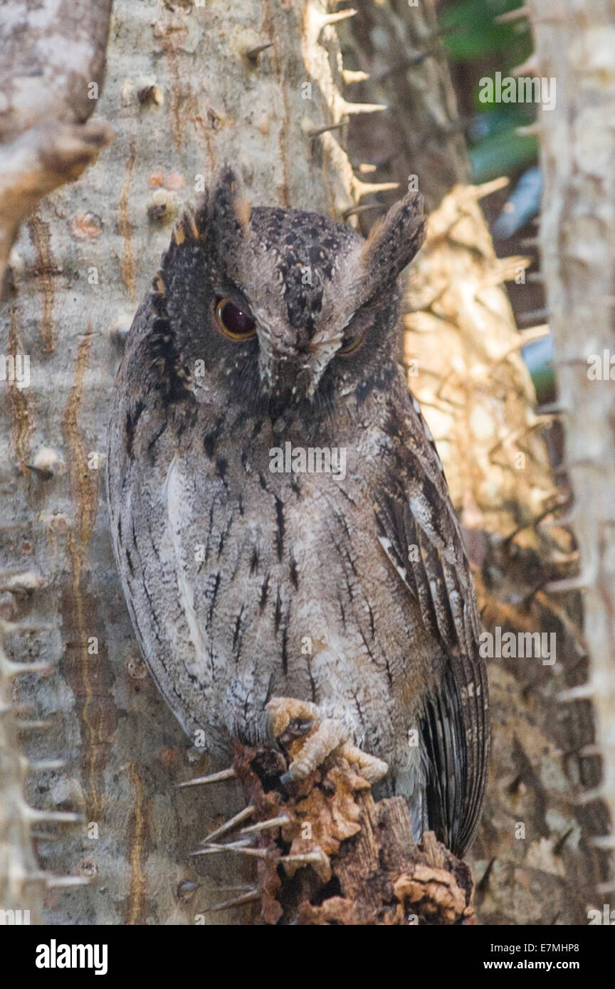 A Madagascar Scops Owl Stock Photo