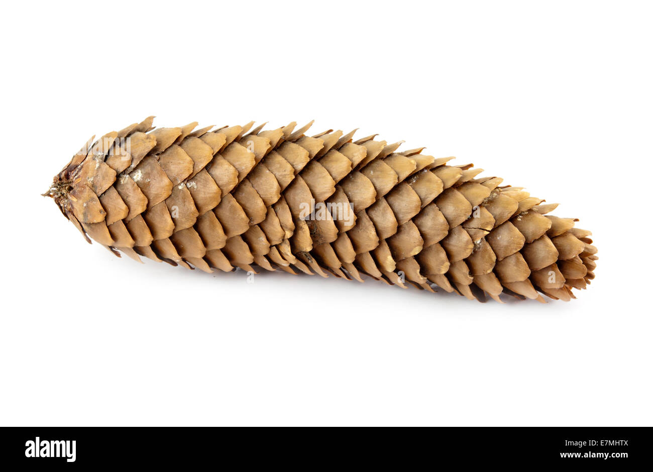 pine cone isolated on white background Stock Photo