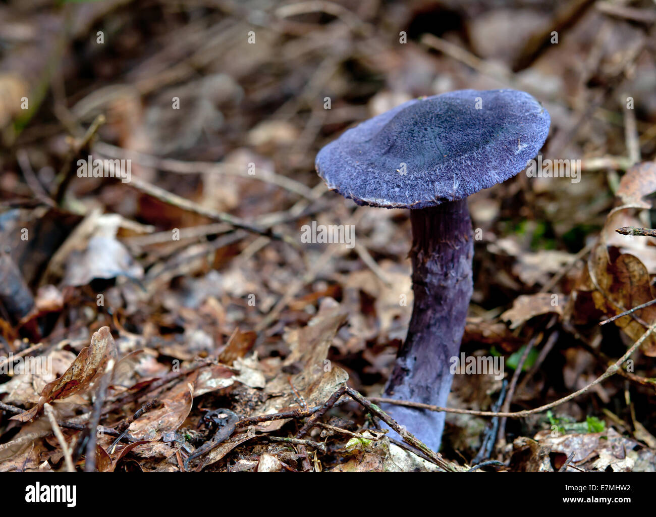 purple mushroom close up in the forest Stock Photo