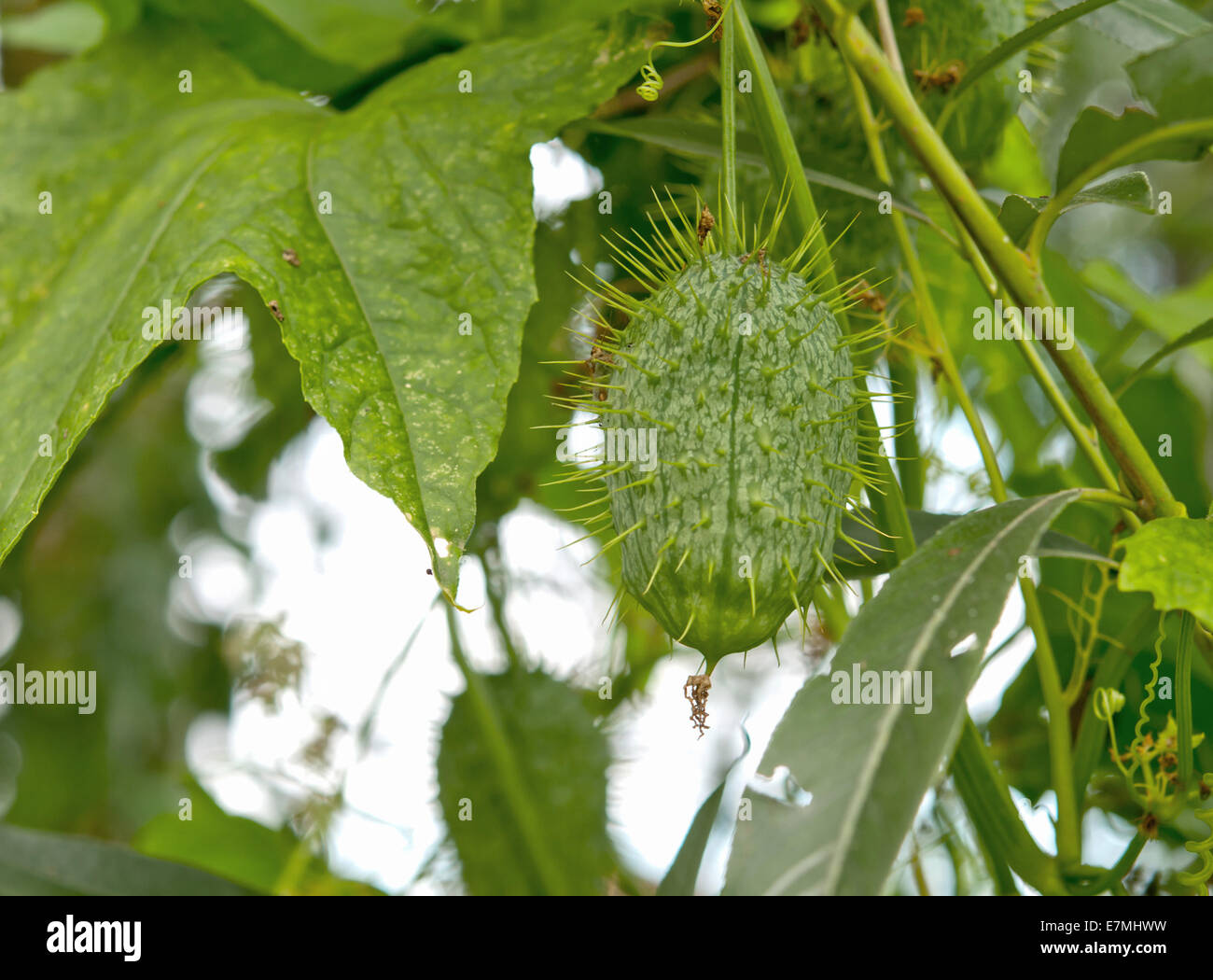 wild Cucumber (Echinocystis). Close up Stock Photo