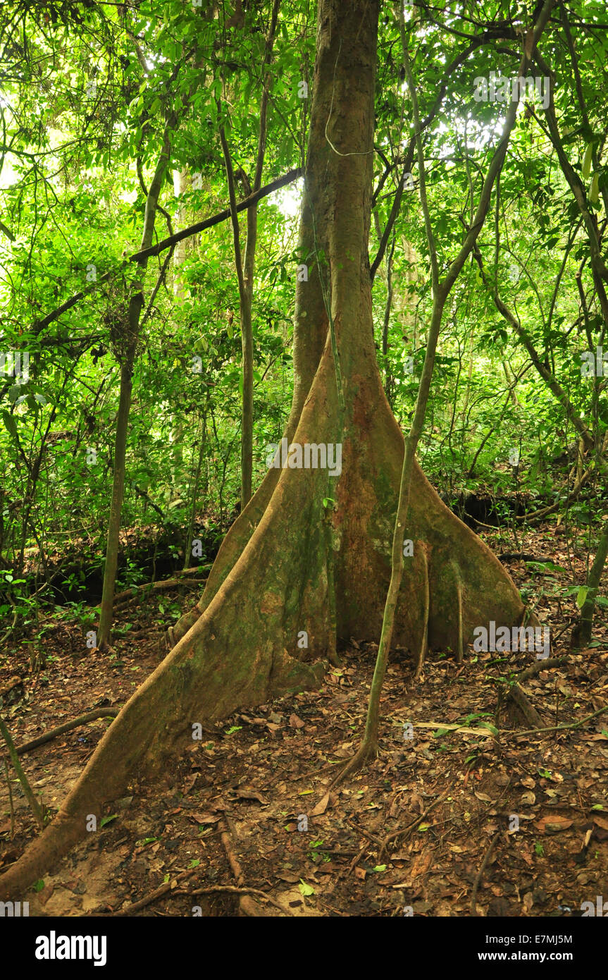 A tropical buttress root tree Stock Photo