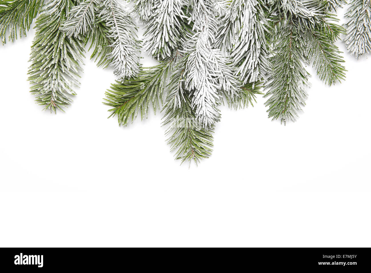 Snowy fir branch in front of a white background Stock Photo - Alamy