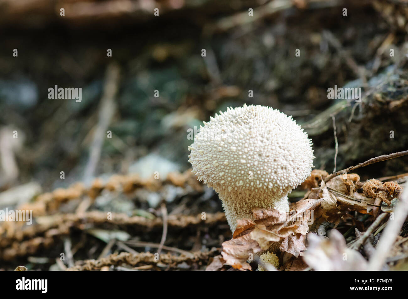 Common puffball (Lycoperdon perlatum) Stock Photo