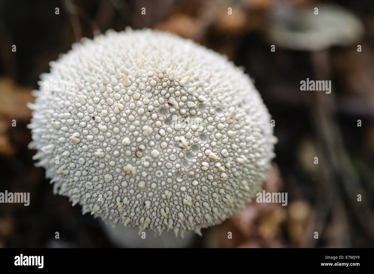Common puffball (Lycoperdon perlatum) Stock Photo