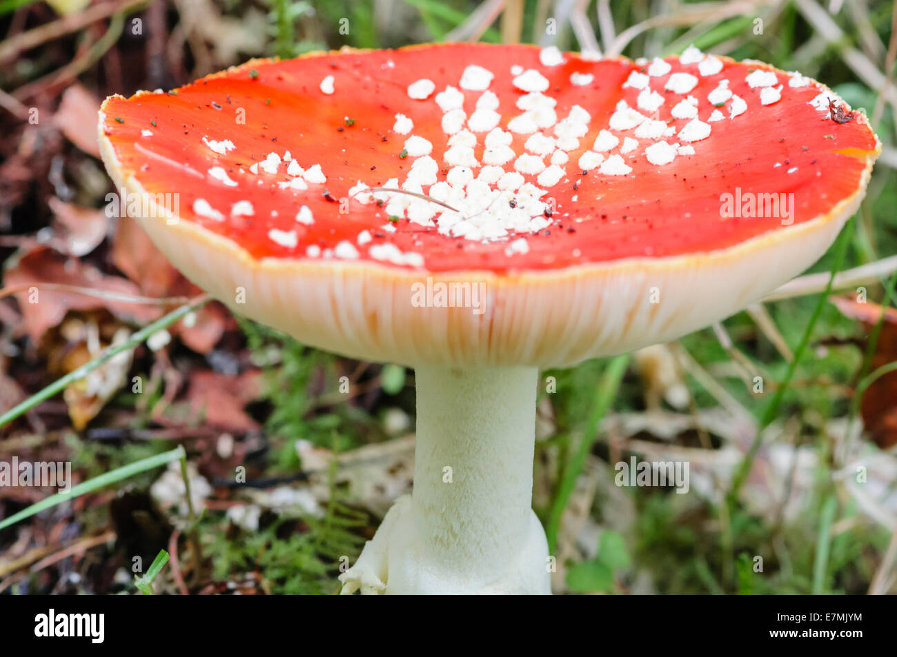 Fly Agaric mushroom toadstool, with the famous red cap with white spots.  These are commonly portrayed in traditional pictures of fairies Stock Photo
