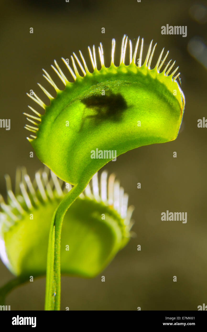Insectivorous plant Venus fly trap (Dionaea muscipula) digesting a captured mosquito. Plant house, Galveston, Texas, USA. Stock Photo