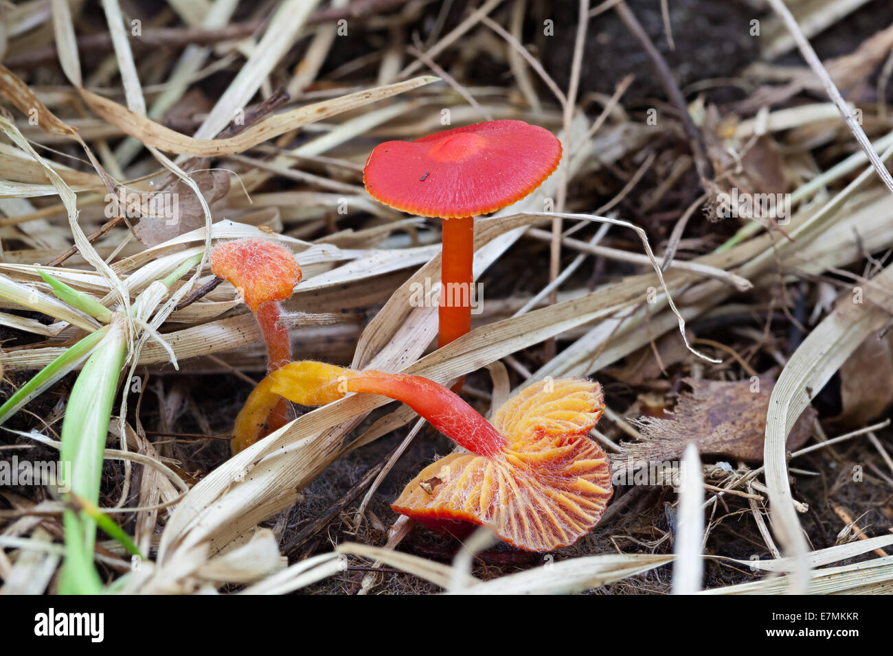 Scarlet waxcap mushroom Stock Photo