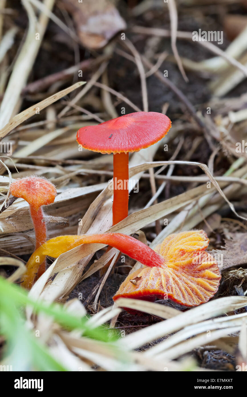 Scarlet waxcap mushroom Stock Photo