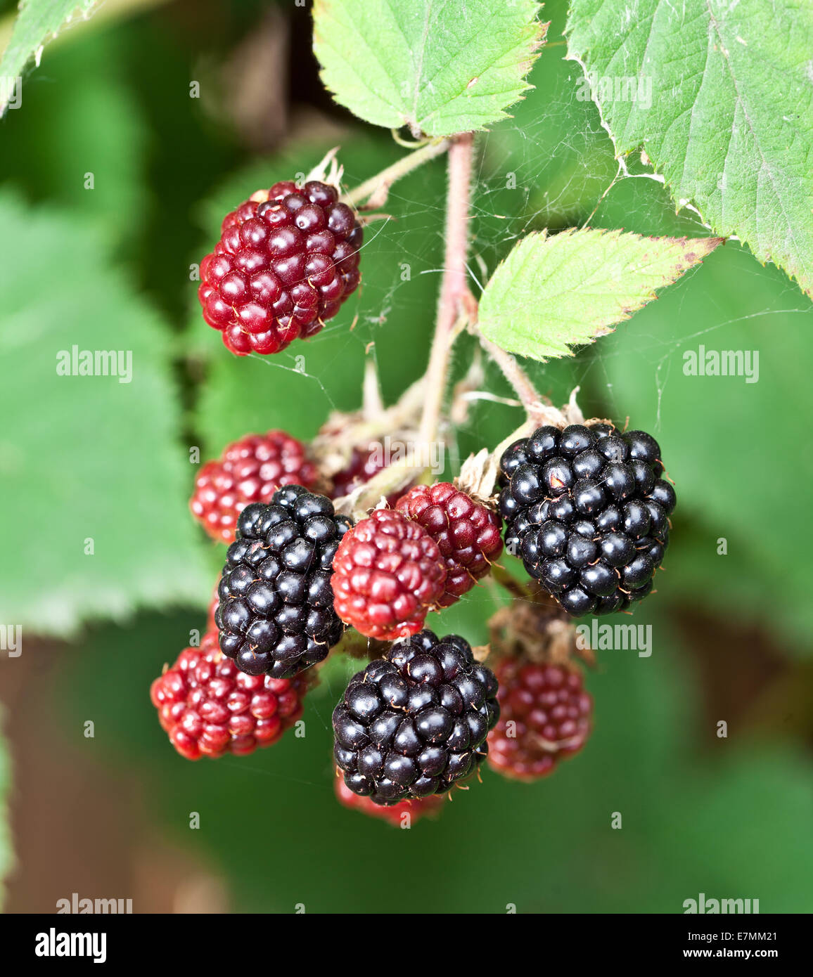 Dewberries on a shrub. Macro shot. Stock Photo
