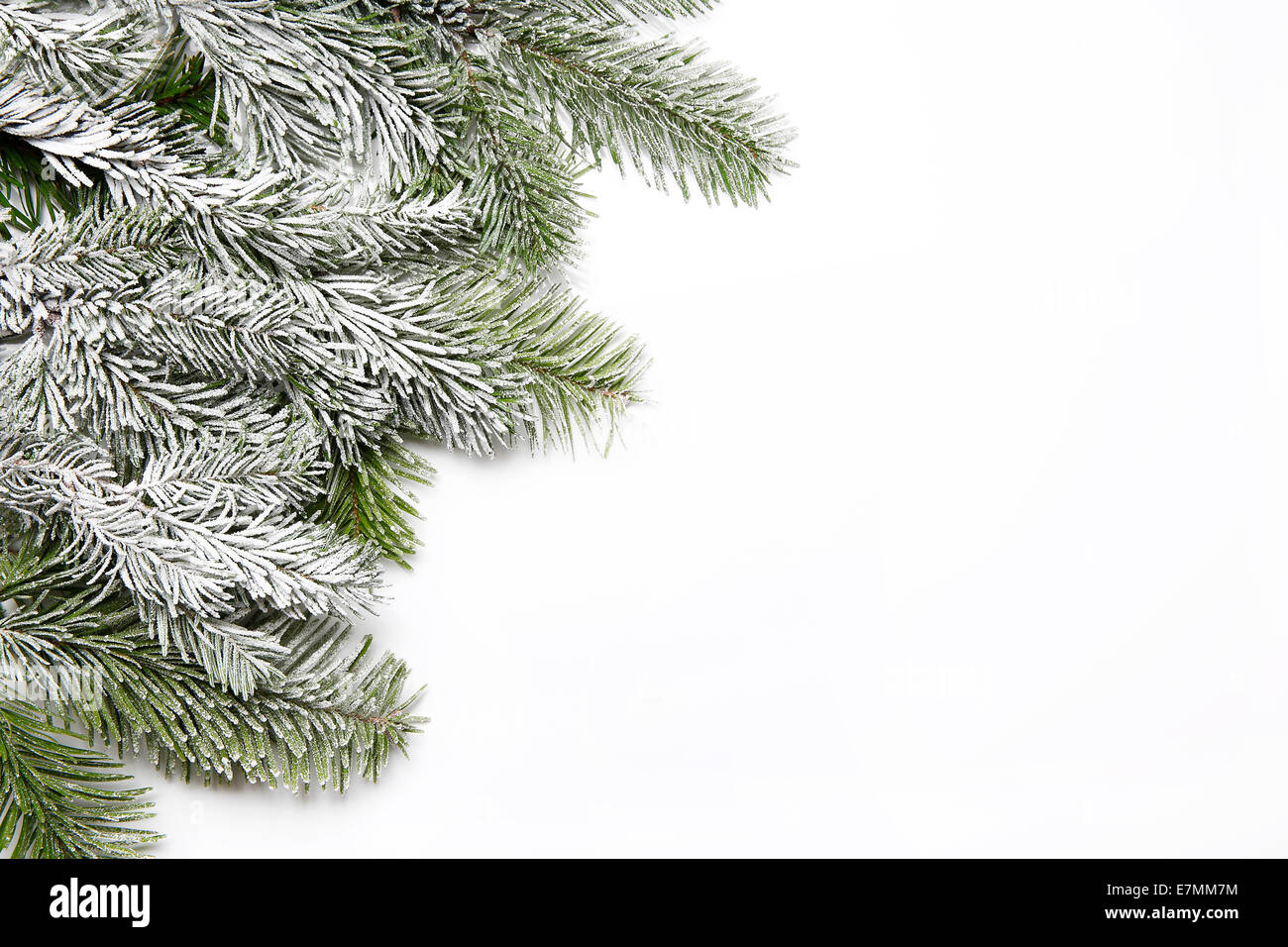 Snowy fir branch in front of a white background Stock Photo - Alamy