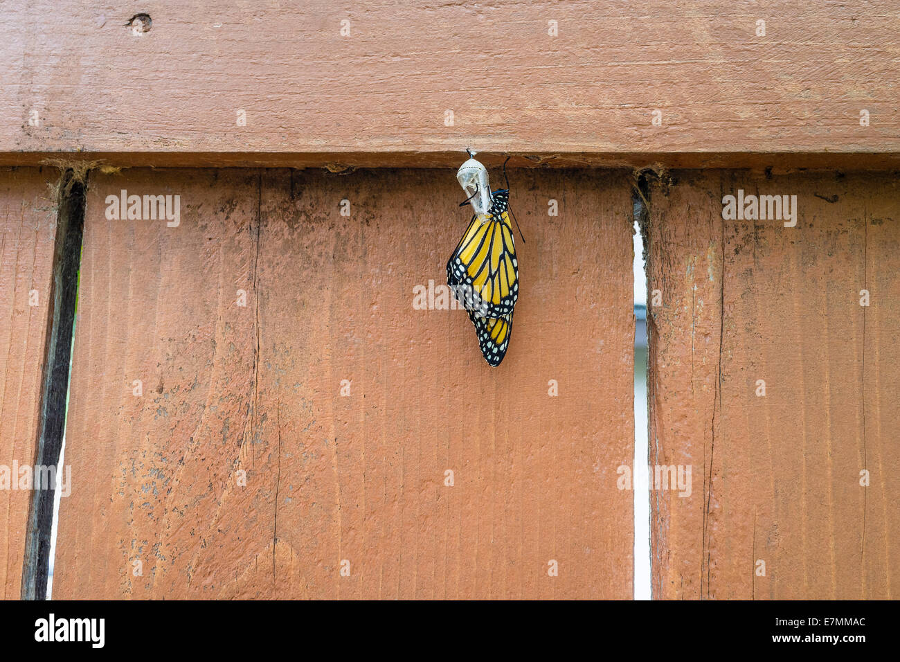 A monarch butterfly emerges from a chrysalis that was hanging on a wooden fence. Stock Photo