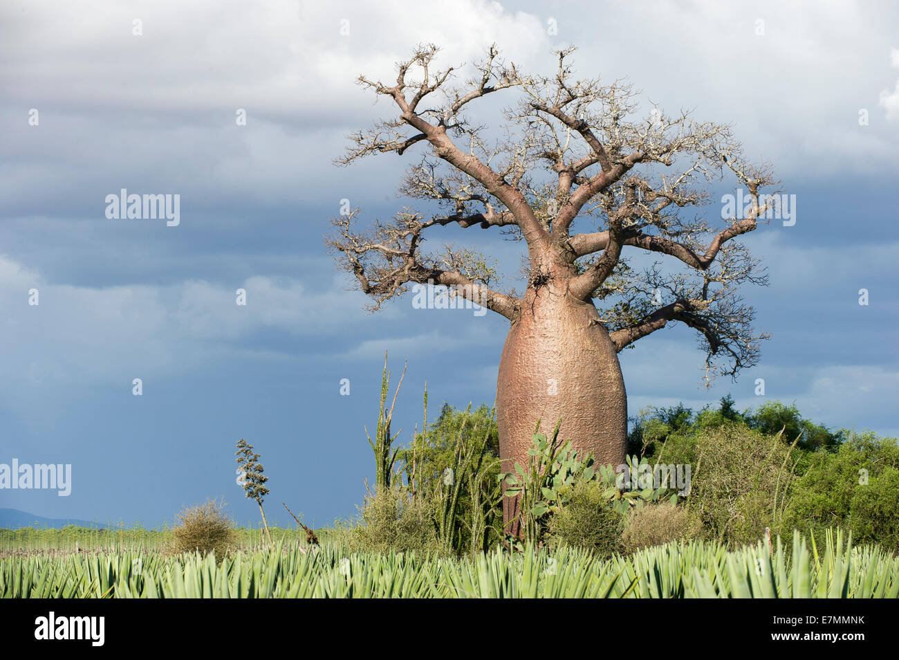 A Baobab tree in Madagascar Stock Photo