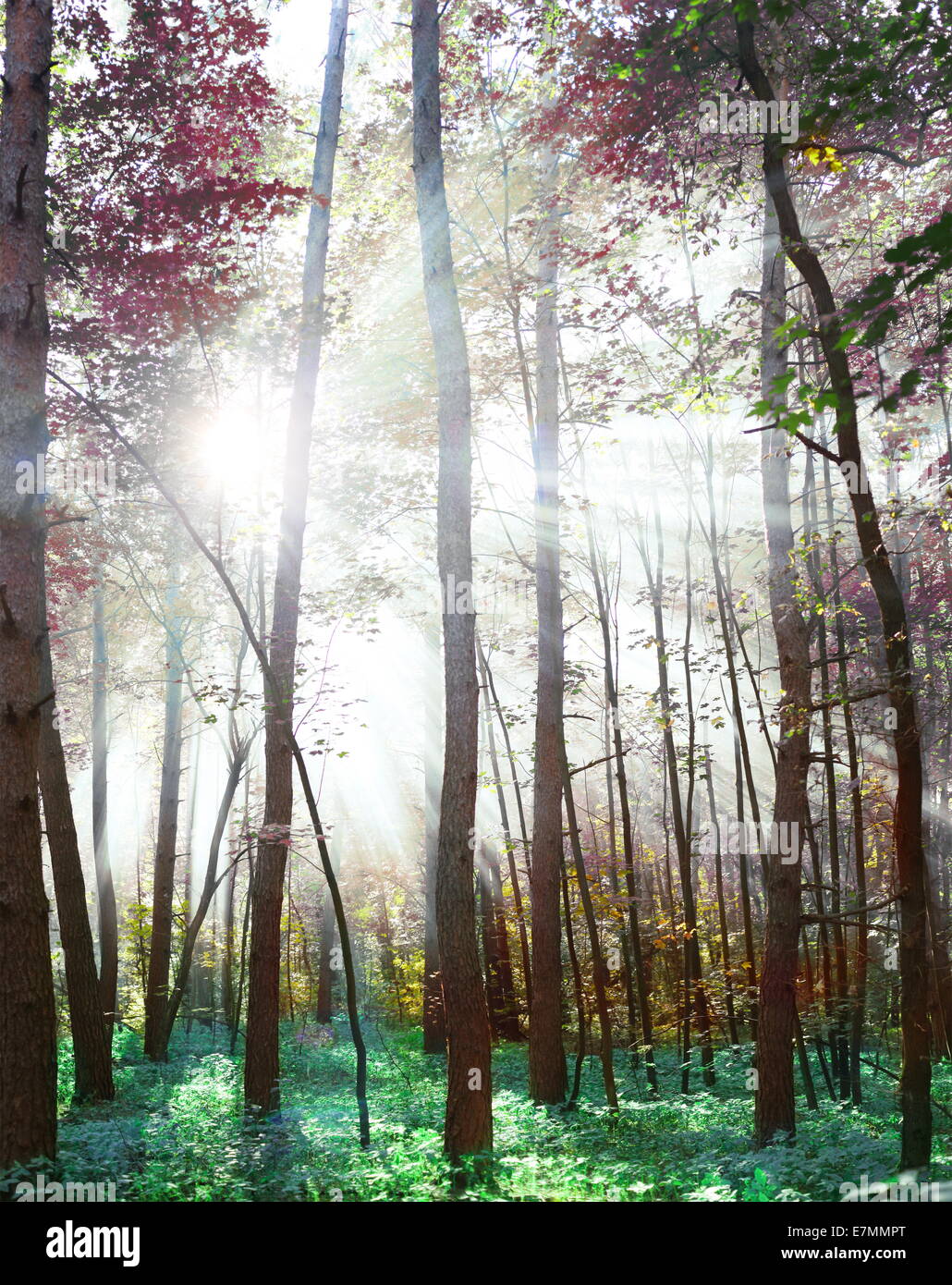 Illuminated woodland hi-res stock photography and images - Alamy