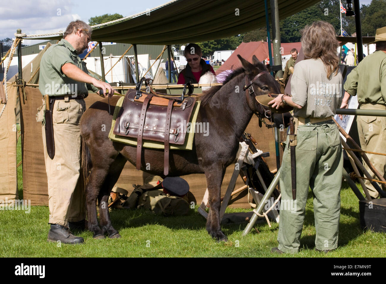 Handlers packing a Burma Mule at a reenactment in world war 11 Stock Photo