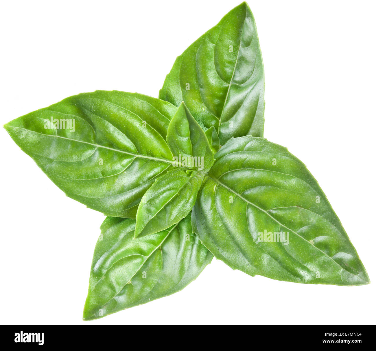 Basil leaf on a white background Stock Photo Alamy