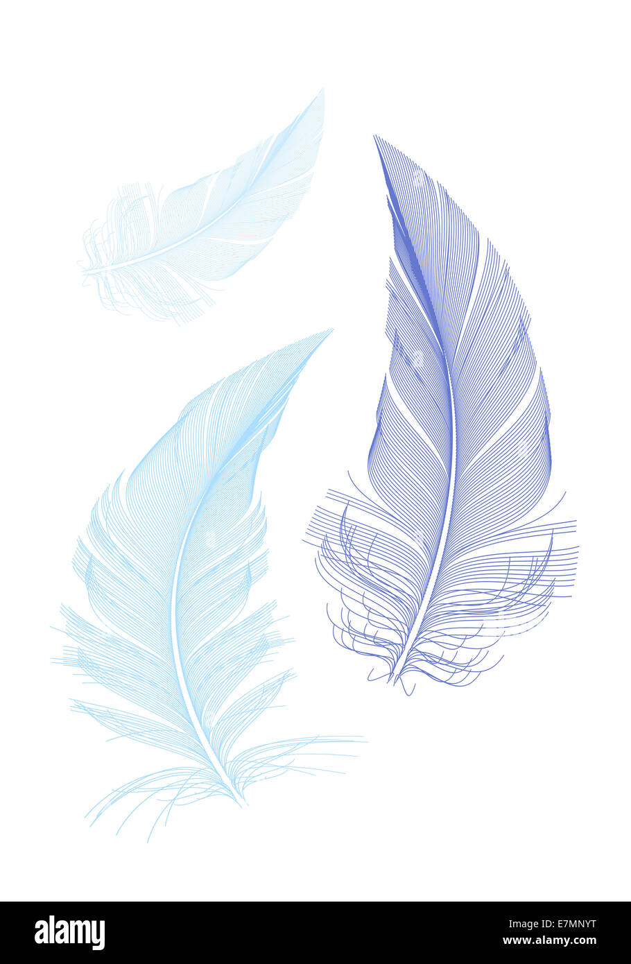 blue birds feathers, vector illustration Stock Photo - Alamy