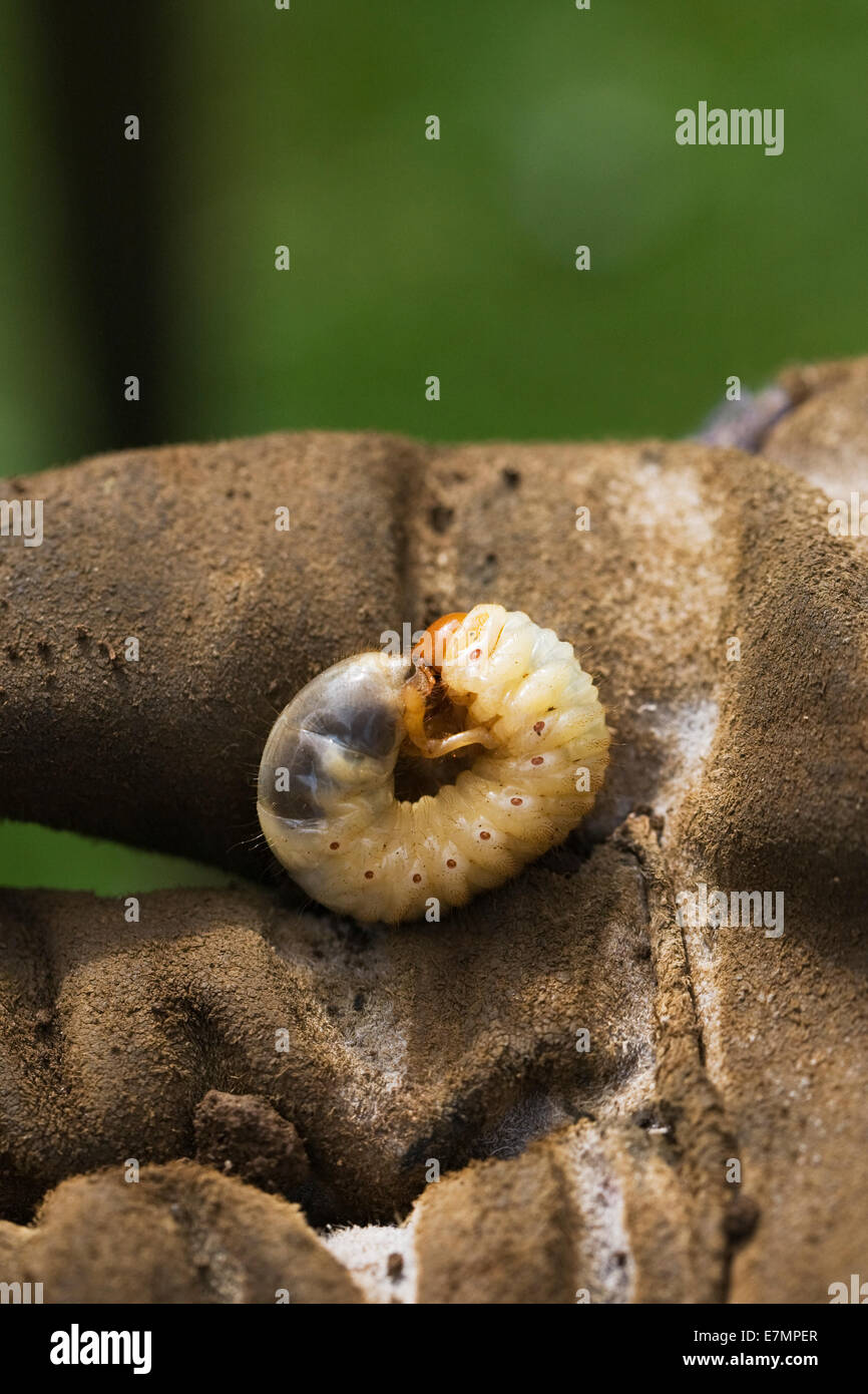 Melolontha melolontha. Larva of the cockchafer beetle. Stock Photo