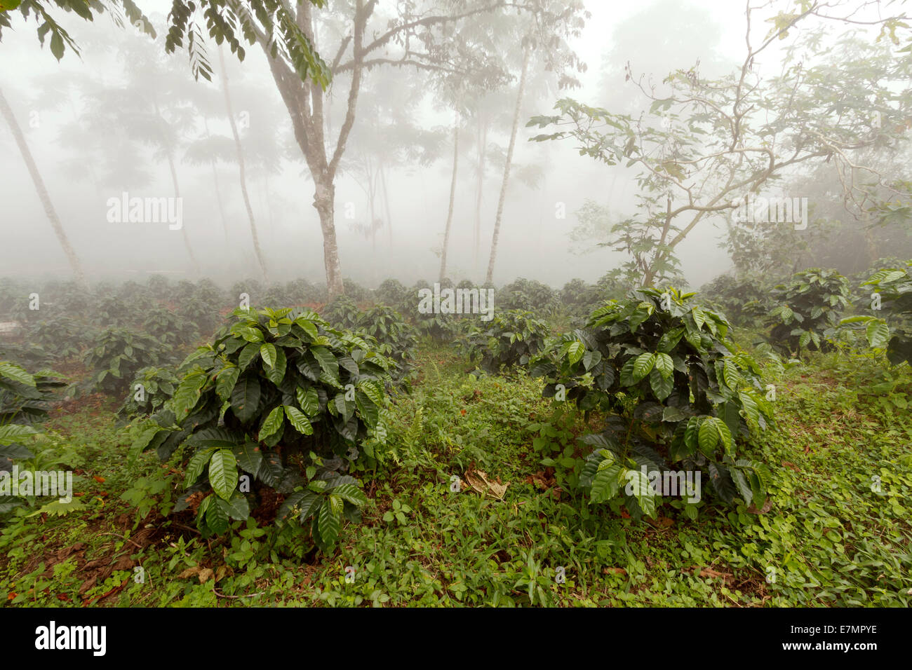 Coffee bushes in a shade-grown organic coffee plantation on the western slopes of the Andes in Ecuador on a misty day. Stock Photo