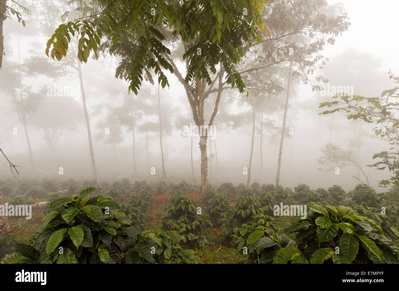Coffee bushes in a shade-grown organic coffee plantation on the western slopes of the Andes in Ecuador on a misty day. Stock Photo
