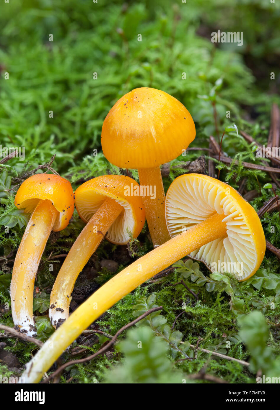 Golden waxcap mushrooms Stock Photo