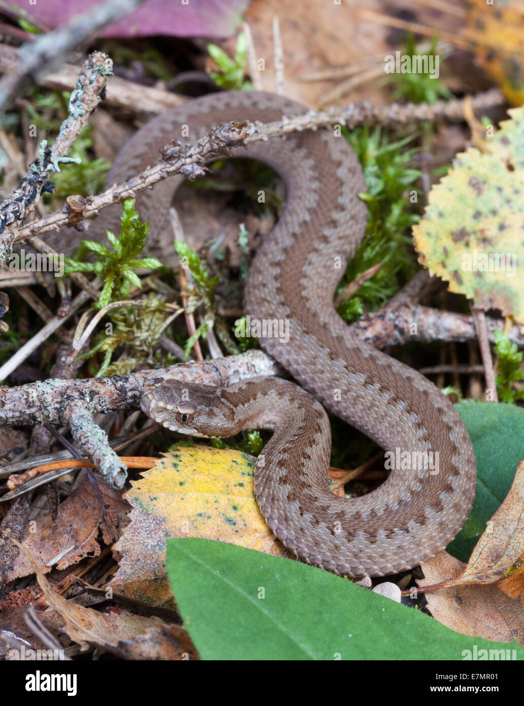 Common European adder Stock Photo