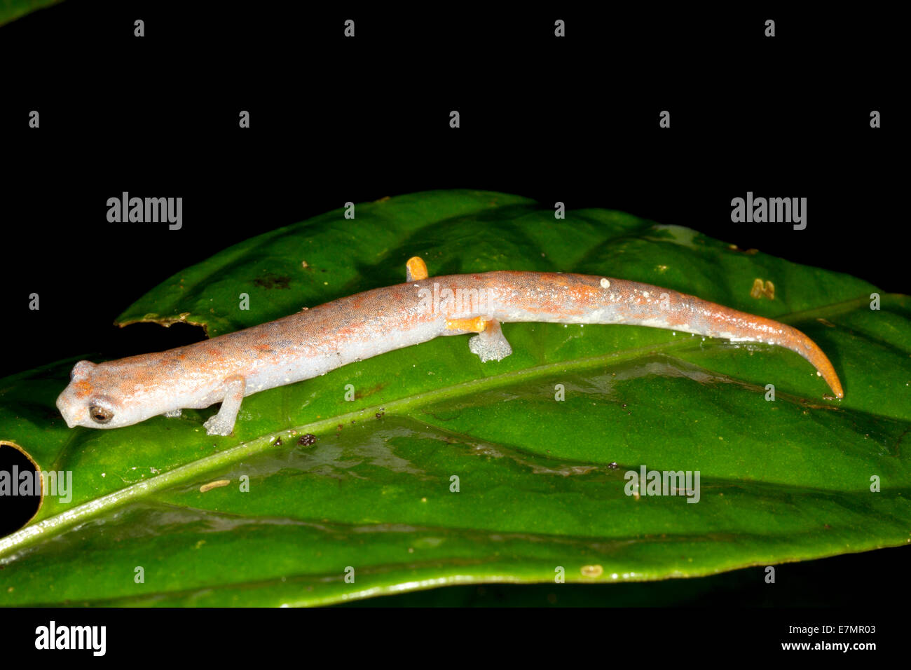 Amazon Climbing Salamander (Bolitoglossa peruviana) in the rainforest  understory at night, Ecuador Stock Photo - Alamy