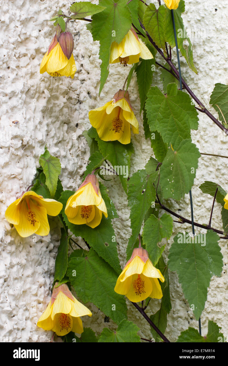 Foliage and flowers of Abutilon 'Waltz' trained as a wall shrub Stock Photo