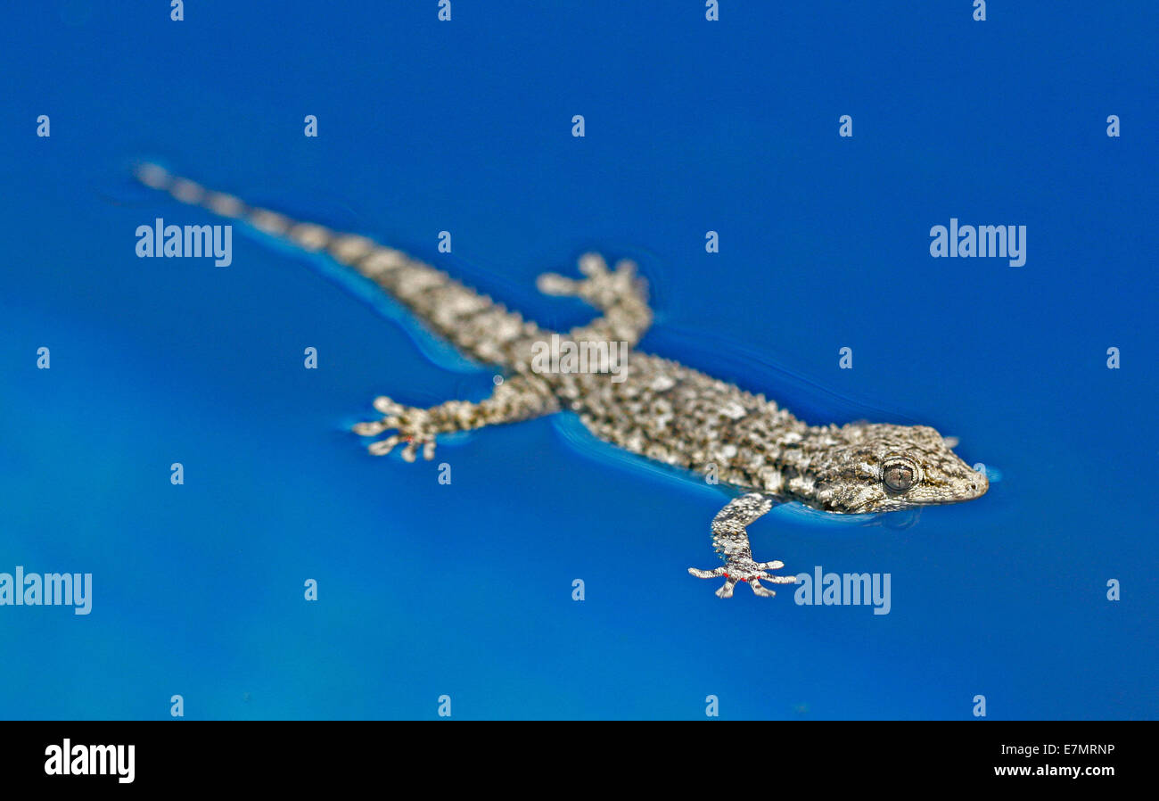 A gecko lizard floats in a pool in the island of Mallorca Stock Photo