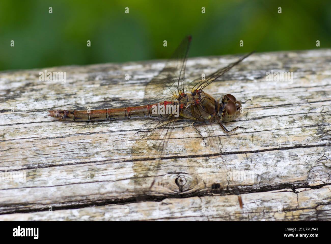 Female common darter dragonfly, Sympetrum striolatum, at rest on a weathered fence rail Stock Photo