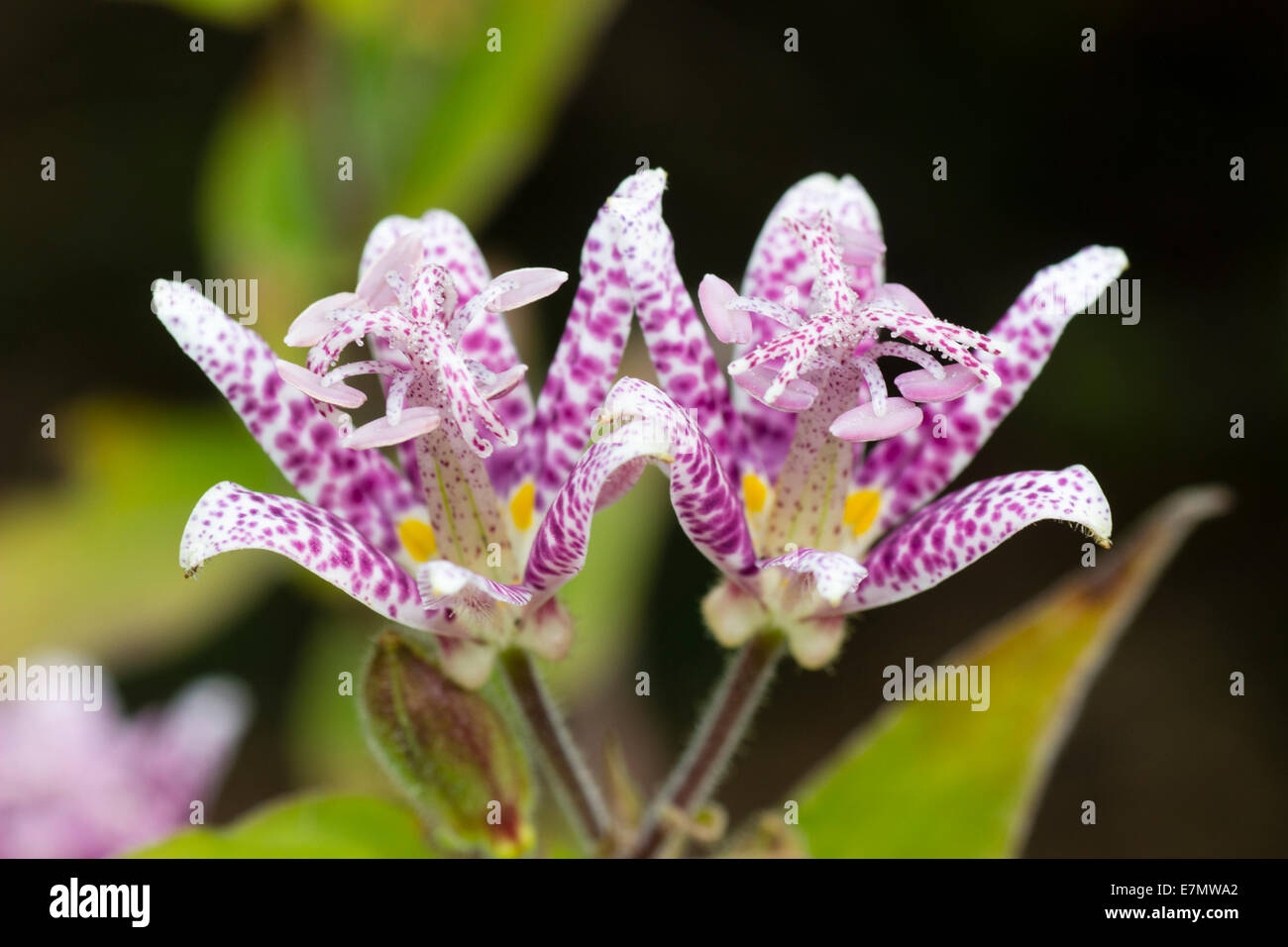 Flowers of the Autumn blooming toad lily, Tricyrtis 'Lilac Towers' Stock Photo