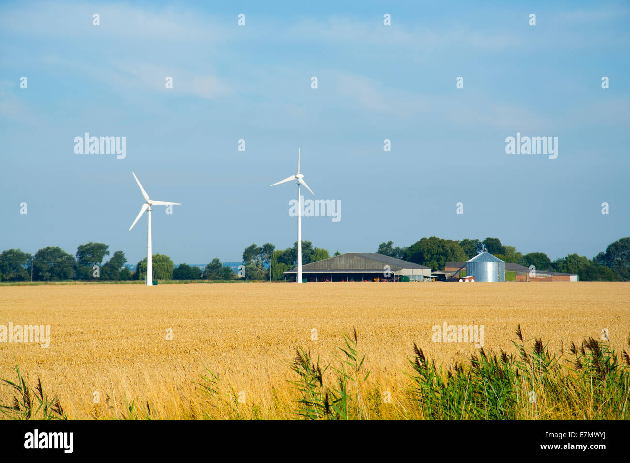 Typical English farmscape with farm buildings, wind turbines and corn field. Stock Photo