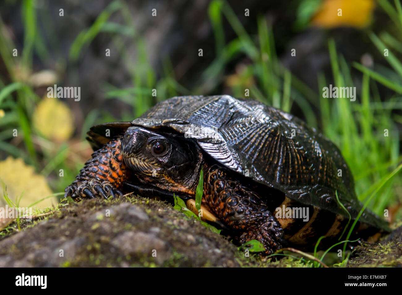 Wood turtle hi-res stock photography and images - Alamy