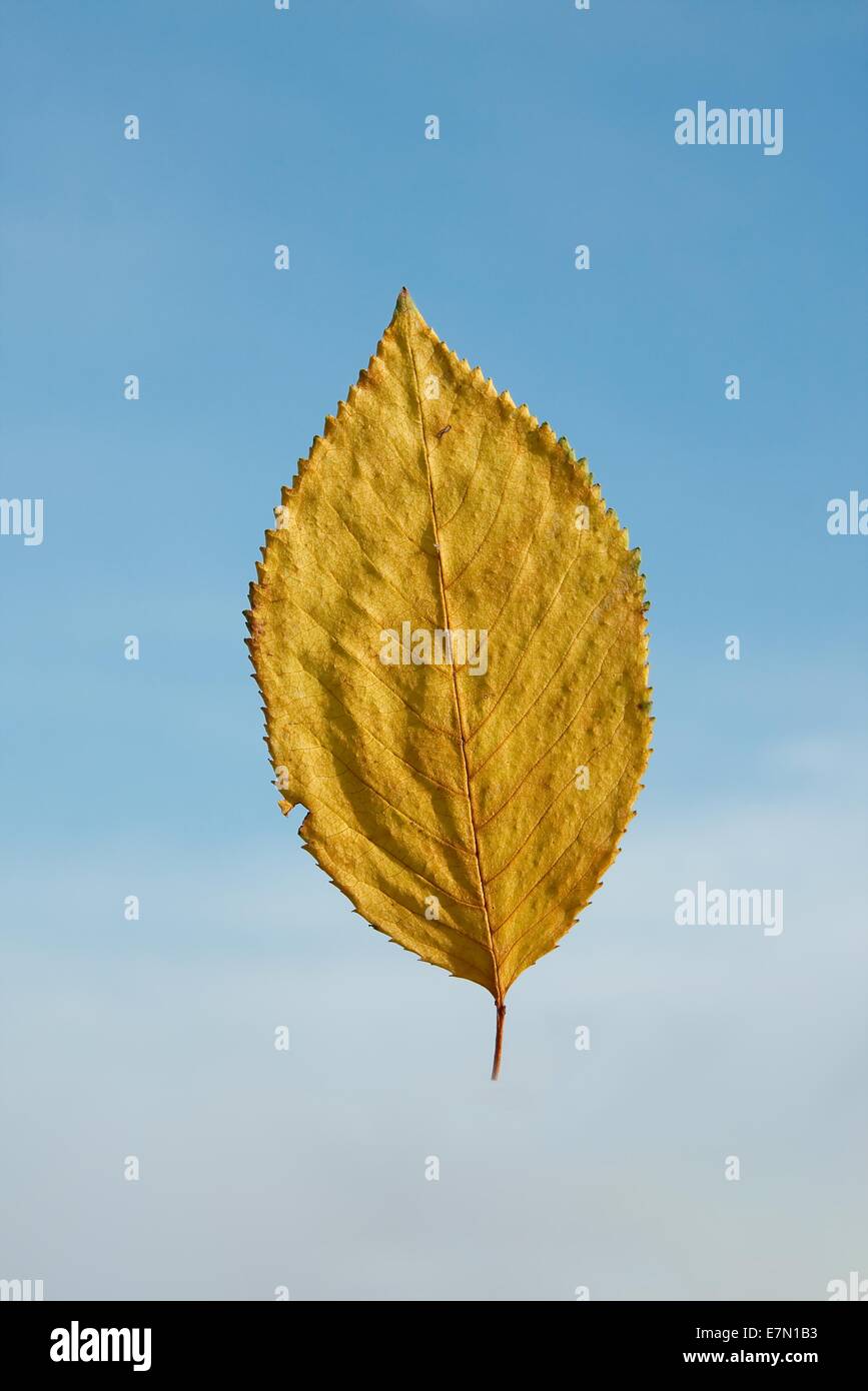 Closeup fall leaf hi-res stock photography and images - Alamy